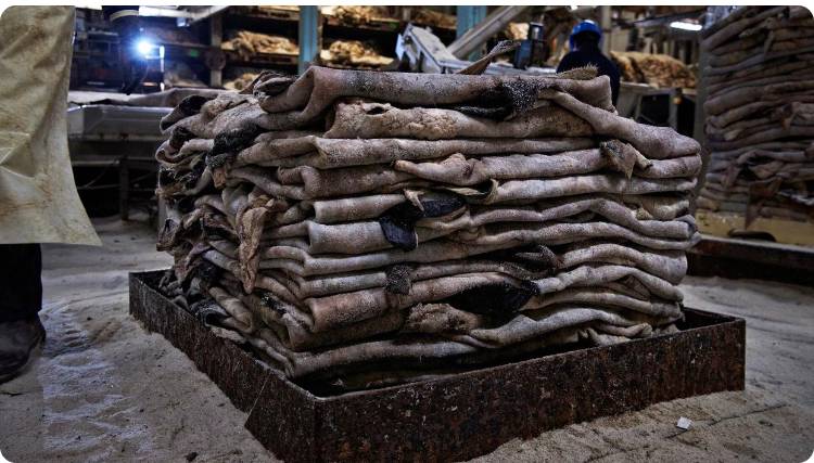 Raw hide preservation at tannery